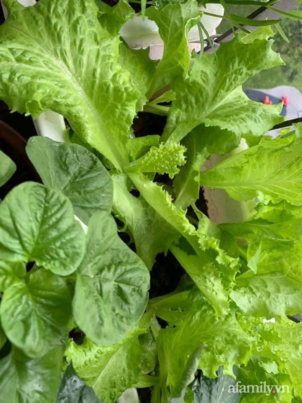 Chị trồng thêm các loại cải phù hợp với thời tiết thu đông, xà lách, các loại rau gia vị...