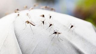 [Video] Đây là những lý do tại sao muỗi chỉ đốt bạn mà không đốt người khác