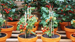 7 bước trồng cà chua bi thực hiện dễ dàng ngay tại nhà, quả ngon ngọt ăn quanh năm