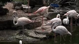 Clip những chú chim hồng hạc mới nhập thêm ở Thảo Cầm Viên khiến dân mạng cực thích thú vì đẹp như “tiên cảnh”