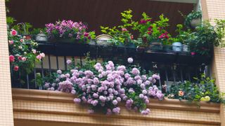 Khó tin khi ngắm nhìn ban công chung cư rộng 10m² trồng được hơn 100 chậu hoa muôn màu khoe sắc