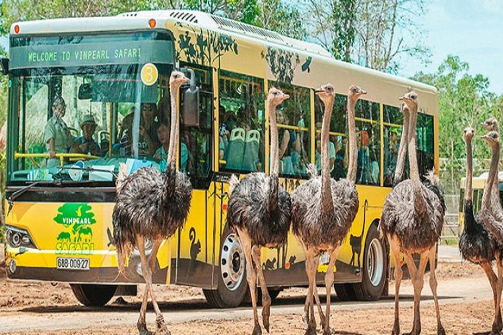 Ở Vinpearl Safari Phú Quốc bạn sẽ được tiếp xúc với một số loài động vật tại khu vườn vườn thú mở.