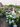 Ngất ngây ngắm nhìn vườn cẩm tú cầu rực rỡ khoe sắc trên sân thượng - Ảnh 15.