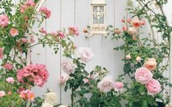 Vì yêu hoa, bà mẹ trẻ mua ngay căn hộ áp mái để trồng cả vườn hồng trên sân thượng rộng 33m²