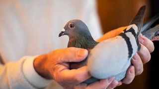 Một con chim bồ câu giá gần 2 triệu USD - Vén màn bí ẩn phía sau thú chơi xa xỉ của giới siêu giàu Trung Quốc