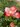 Khu vườn ngát hương hoa, tươi xanh màu rau củ của nữ giám đốc Việt ở Nga - Ảnh 10.