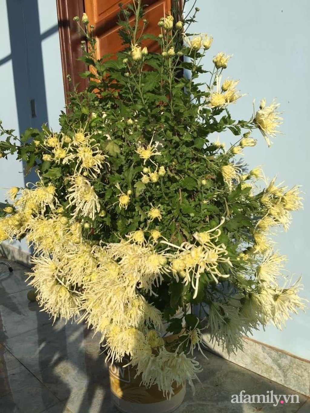 Hai cây cúc đầu tiên được chị Phương trồng vào năm 2018. Đây cũng là những cây cúc giúp chị thêm yêu loài hoa đặc biệt này, loài hoa dễ chăm sóc, nở nhiều hoa và rất bền màu.
