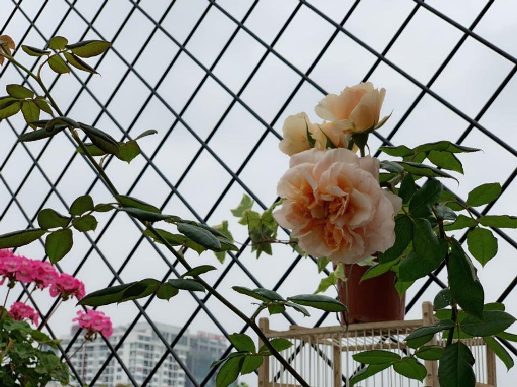 Những gốc hồng rực rỡ trên sân thượng giúp nam ca sĩ yêu thích lên ngắm vườn hơn mỗi ngày. Vì phân chia các khu vực thư giãn, trồng rau nên khoảng diện tích nhiều nắng nhất được anh chọn lựa để trồng hồng.