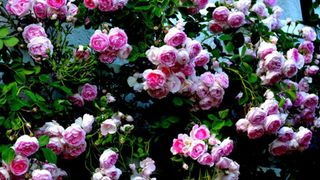 Khu vườn sở hữu triệu đóa hồng đẹp như chốn bồng lai của cô giáo Việt tại Đức