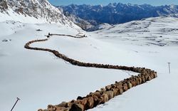 120.000 gia súc nối đuôi nhau vượt núi tuyết