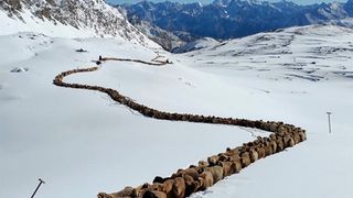 120.000 gia súc nối đuôi nhau vượt núi tuyết