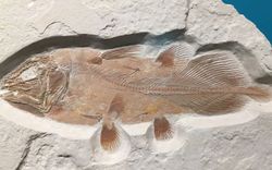Phổi hóa thạch của cá vây tay dài 5 m