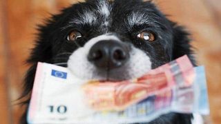 Một con chó ở Mỹ vừa nhận được khoản tiền thừa kế 5 triệu USD