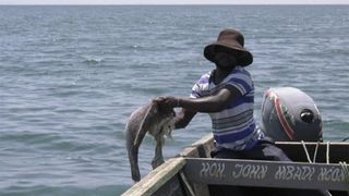 Cá chết hàng loạt ở hồ lớn nhất châu Phi