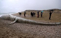 Cá voi dài 17 m chết dại vào bờ biển sau bão