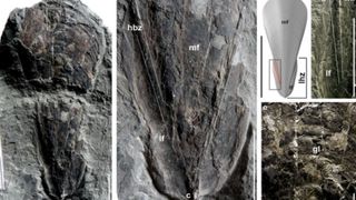 Hóa thạch 30 triệu năm của mực ma cà rồng
