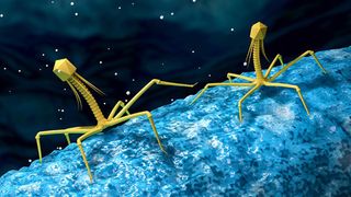 Ruột người chứa hơn 140.000 loài virus