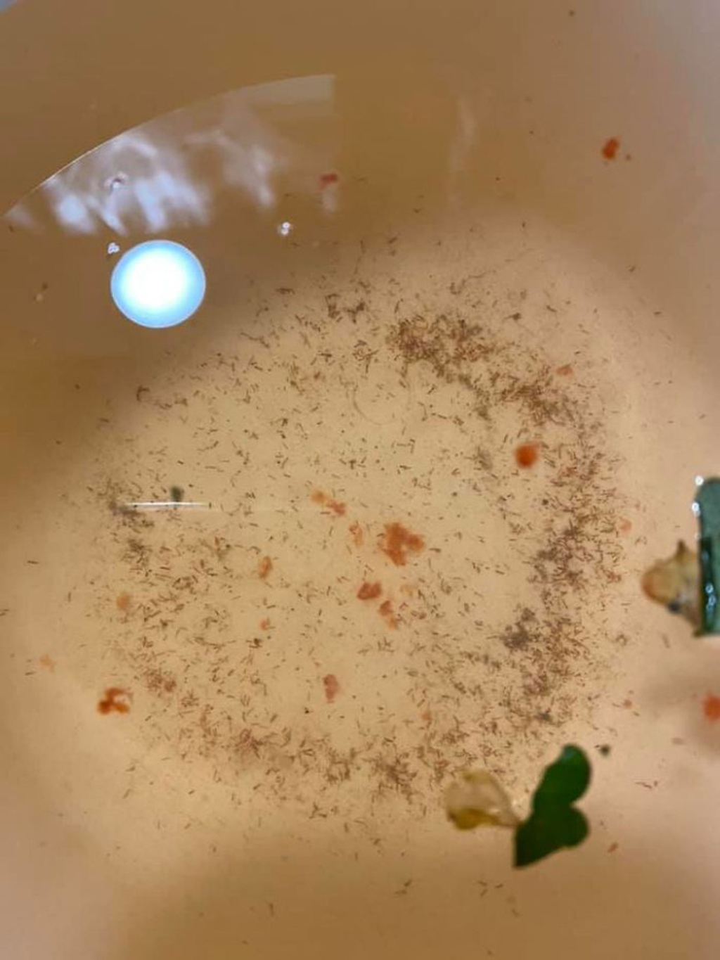 Sau khi ngâm dâu tây vào nước muối, rất nhiều bụi bẩn, thậm chí sâu bọ cũng chui ra.